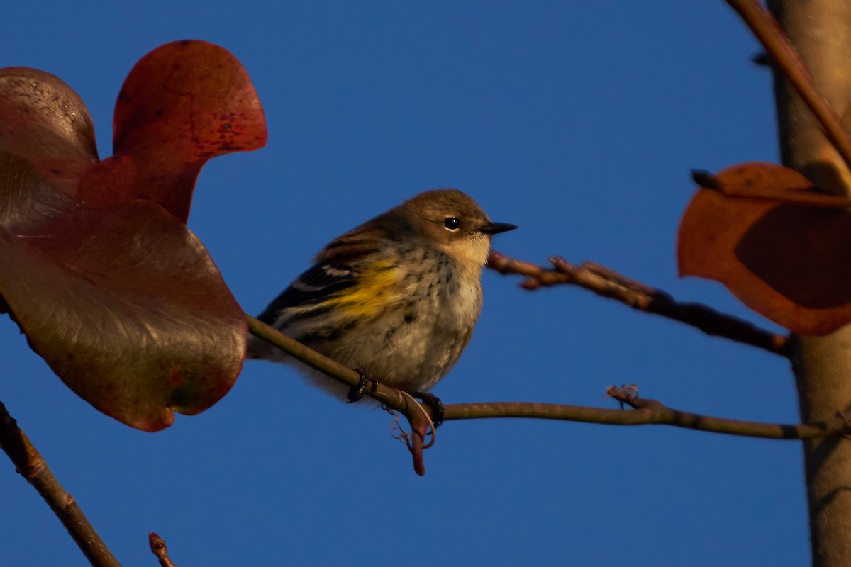 Yellow-rumped Warbler - ML613095421