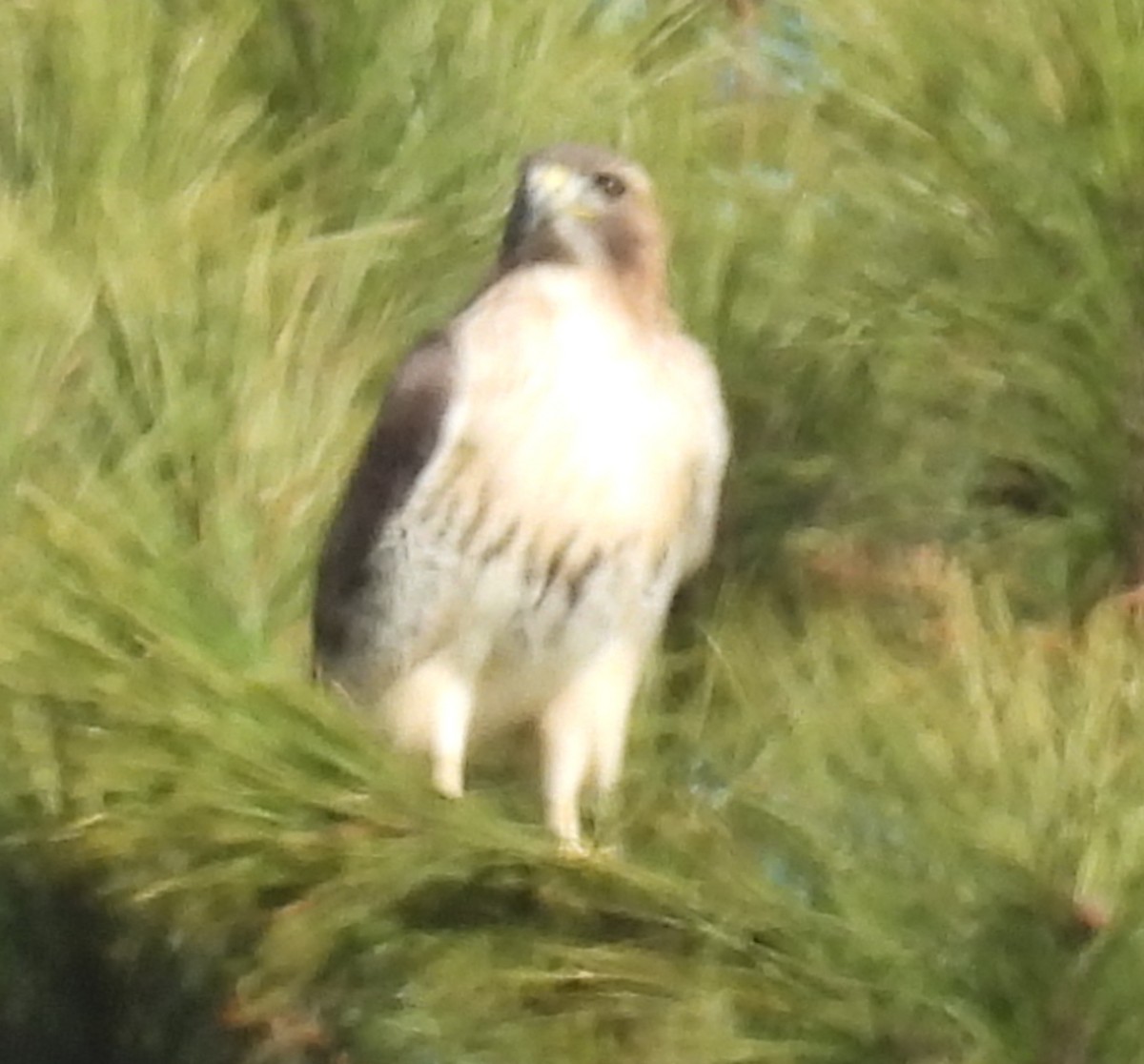 Red-tailed Hawk - Jeffrey Blalock