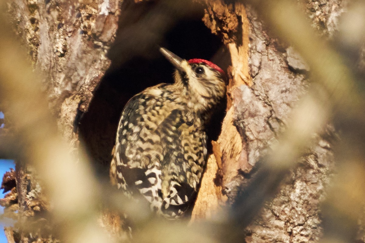 Yellow-bellied Sapsucker - ML613095432