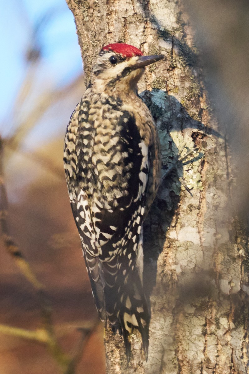 Yellow-bellied Sapsucker - ML613095433