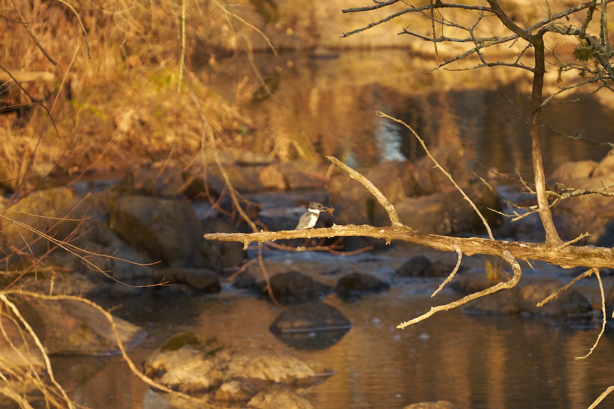 Belted Kingfisher - ML613095438