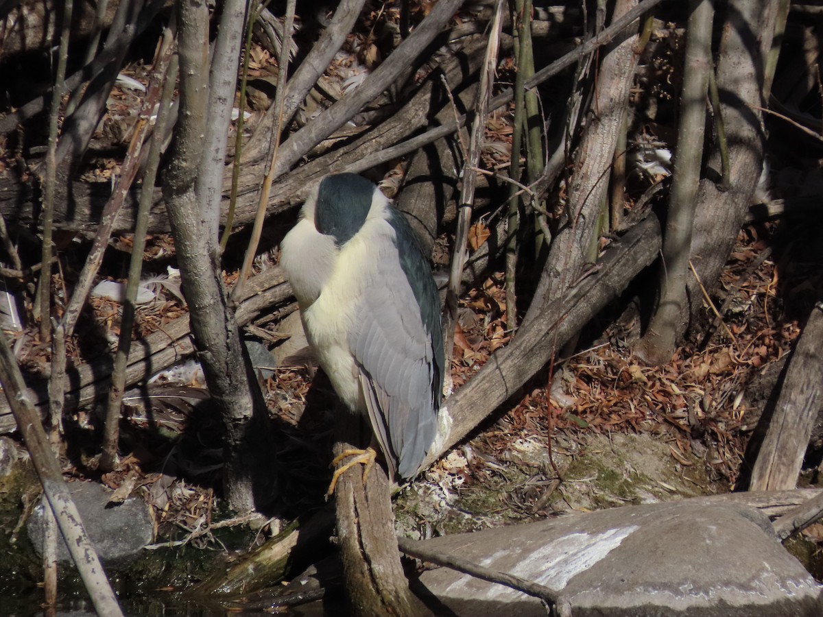 Black-crowned Night Heron - ML613095444