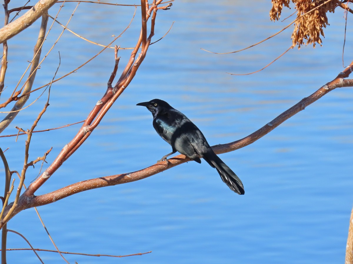 Great-tailed Grackle - ML613095464