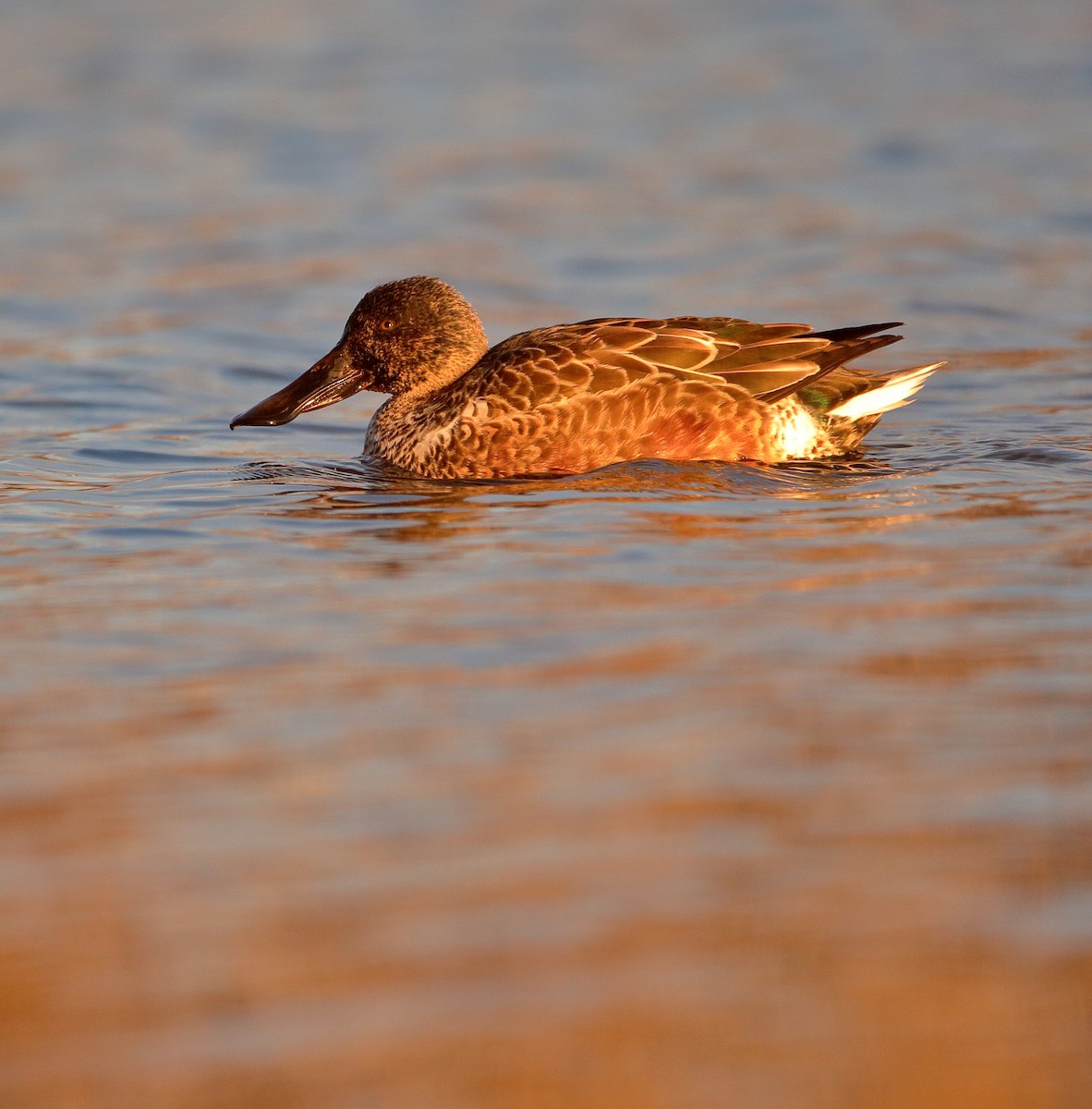 Northern Shoveler - ML613095500