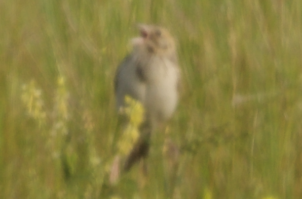 Baird's Sparrow - ML613095506