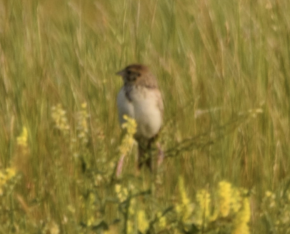 Baird's Sparrow - ML613095515
