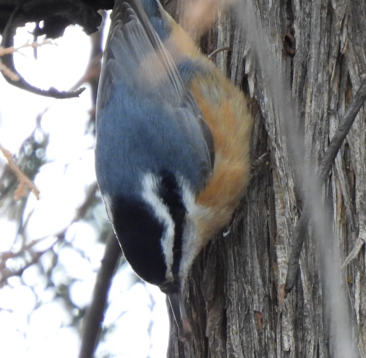 Red-breasted Nuthatch - ML613095710