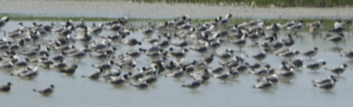 Franklin's Gull - ML613095737