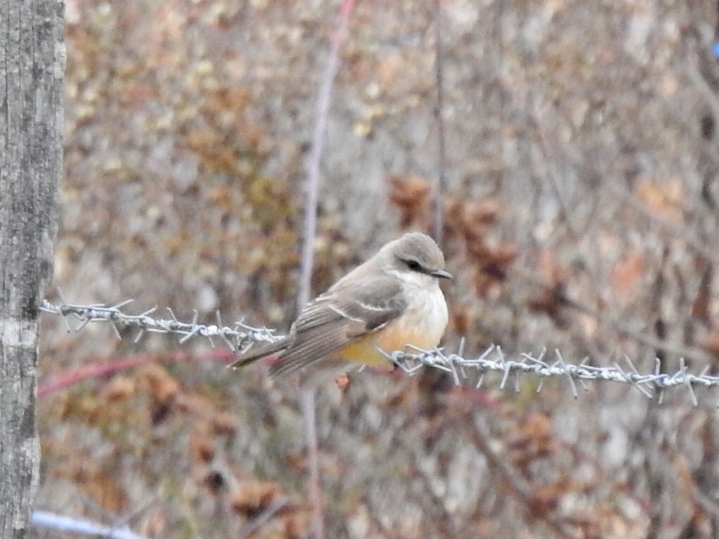 Vermilion Flycatcher - Jeff Goff