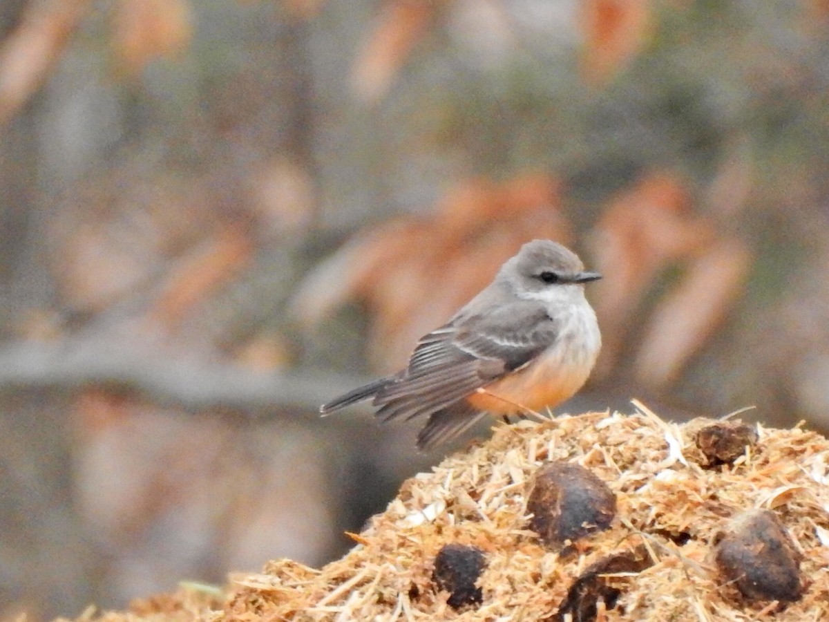 Vermilion Flycatcher - Jeff Goff