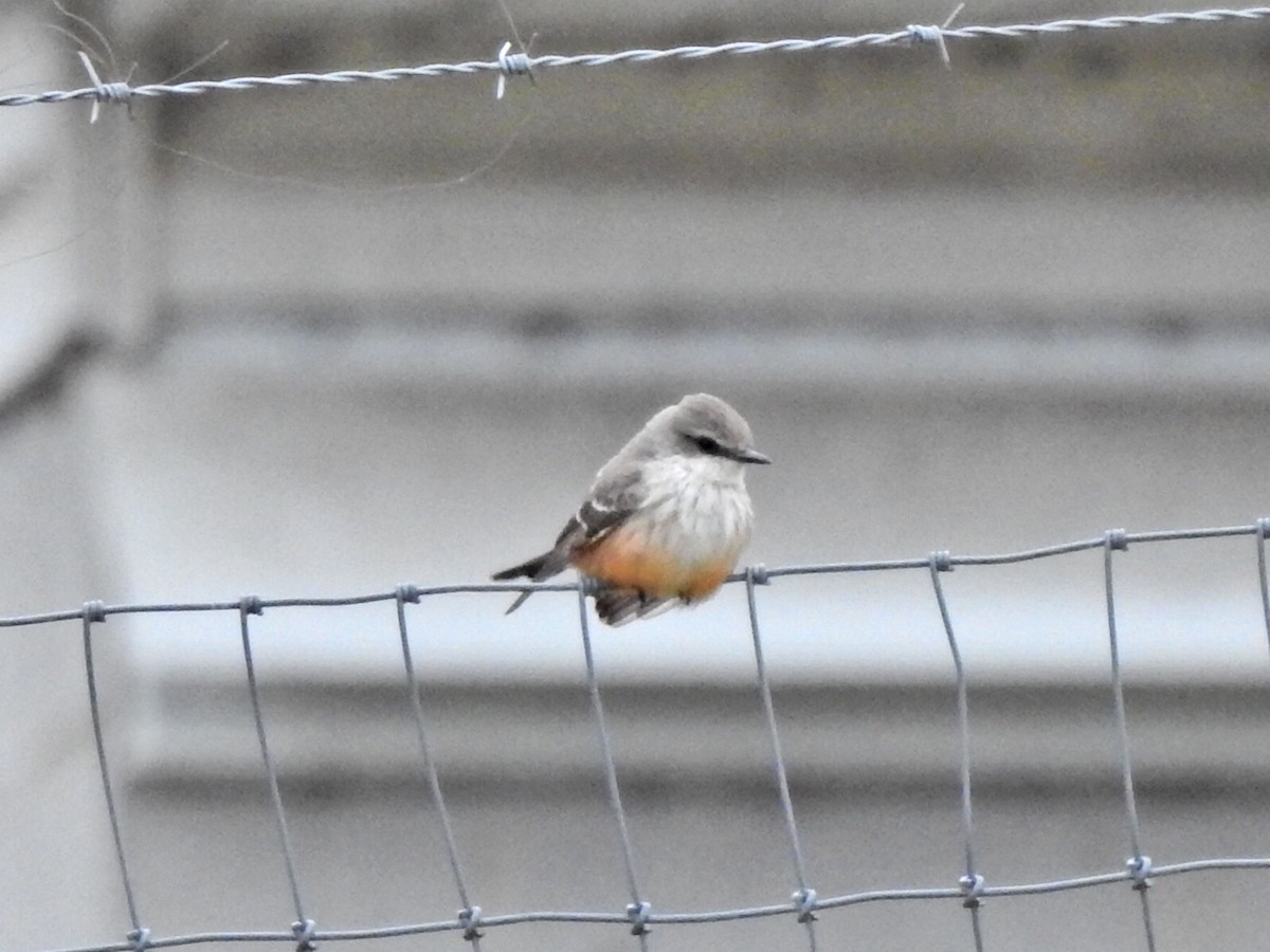 Vermilion Flycatcher - Jeff Goff