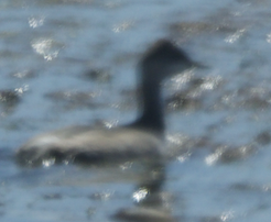 Eared Grebe - ML613095760