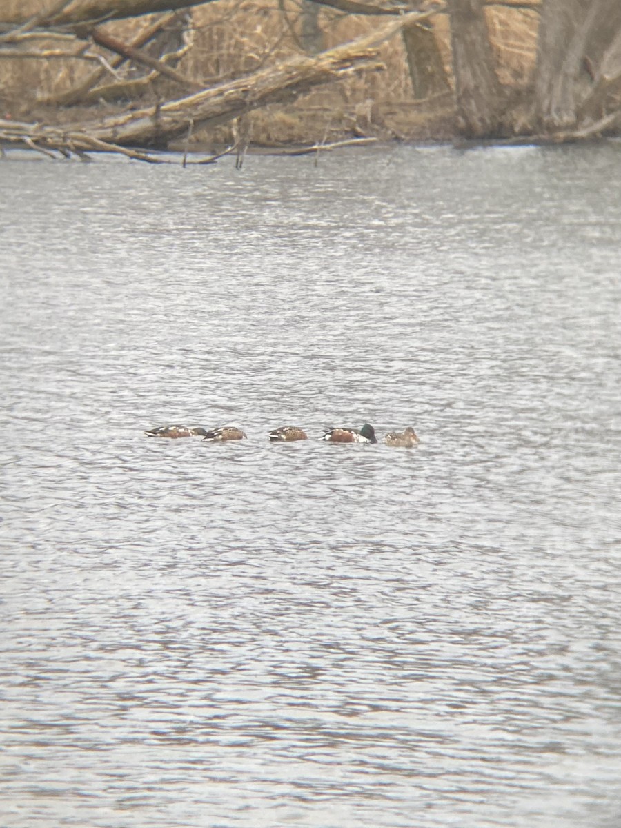 Northern Shoveler - Reece Redeye-Desposito