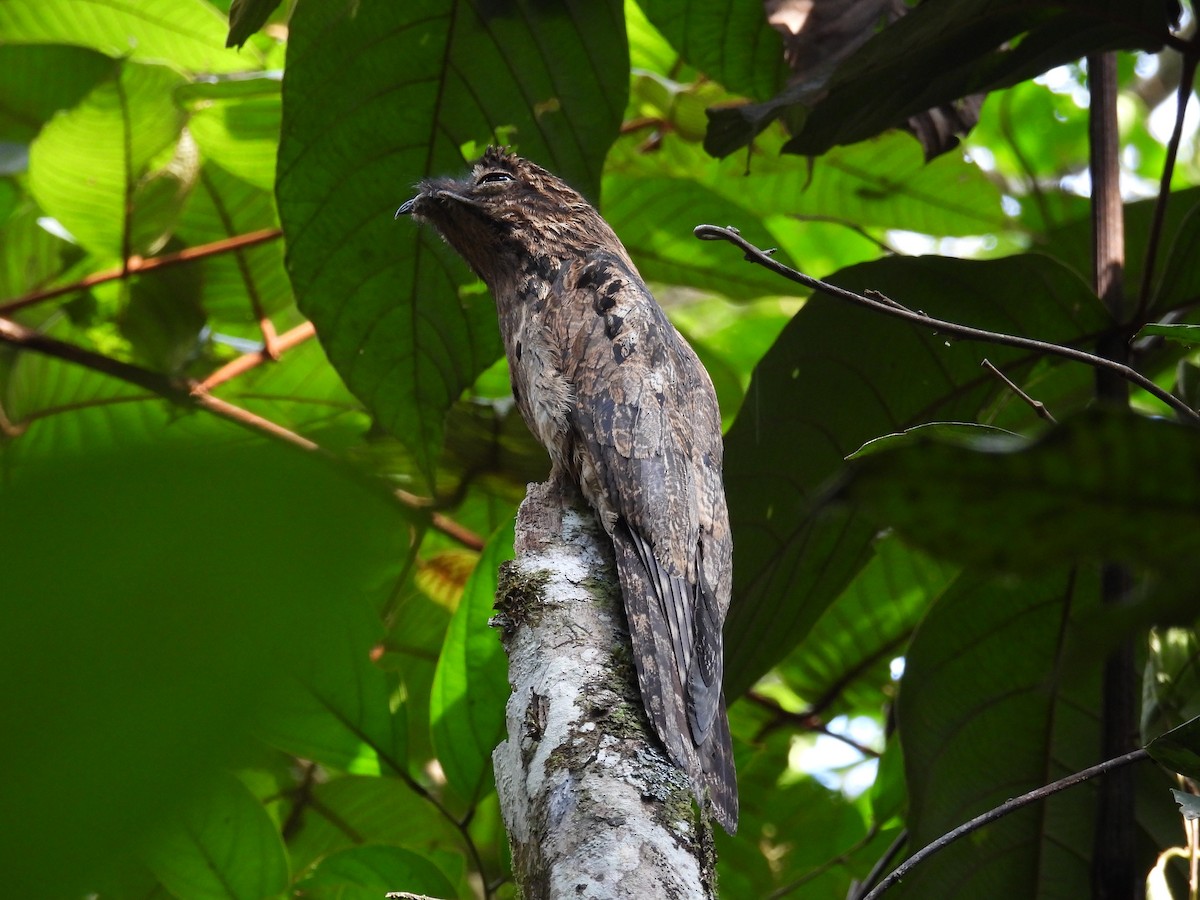 Common Potoo - ML613095864