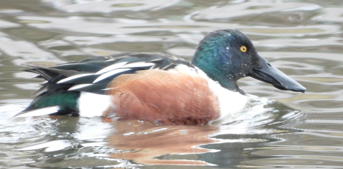 Northern Shoveler - Brent Daggett