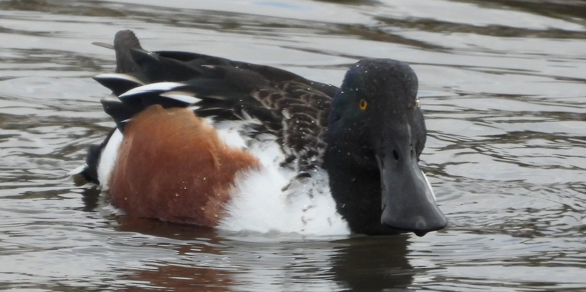 Northern Shoveler - Brent Daggett