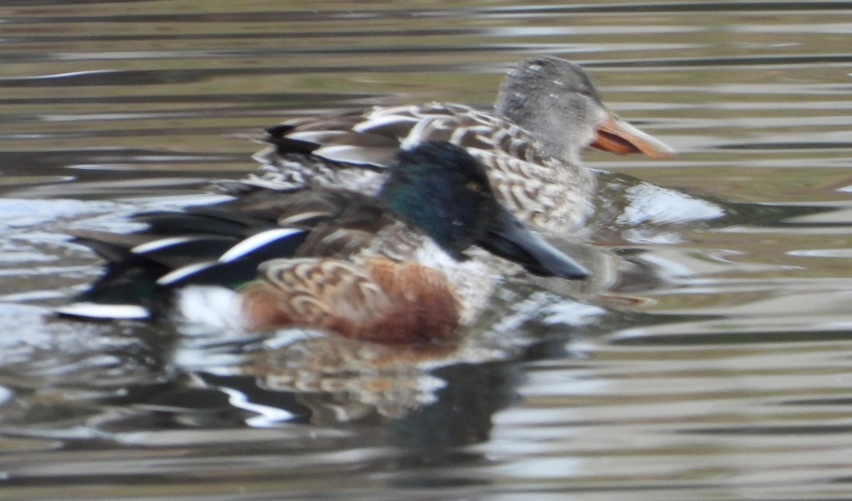 Northern Shoveler - Brent Daggett