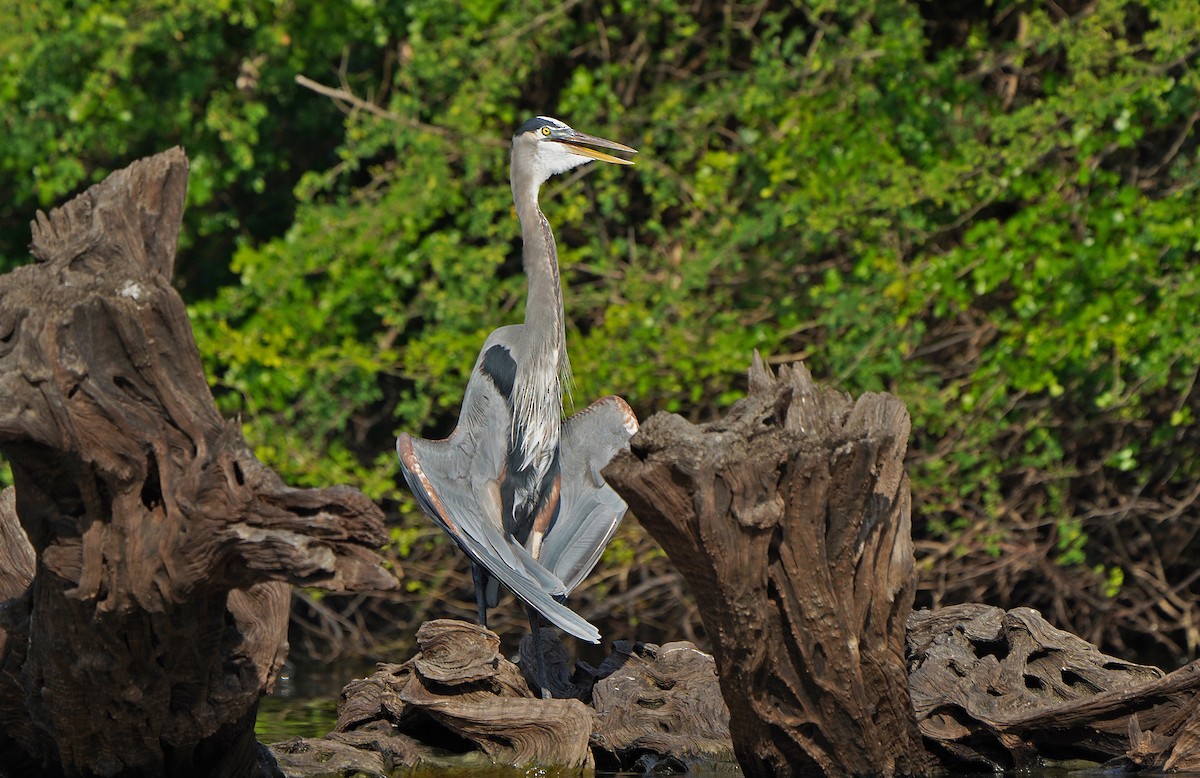 Great Blue Heron - ML613095879