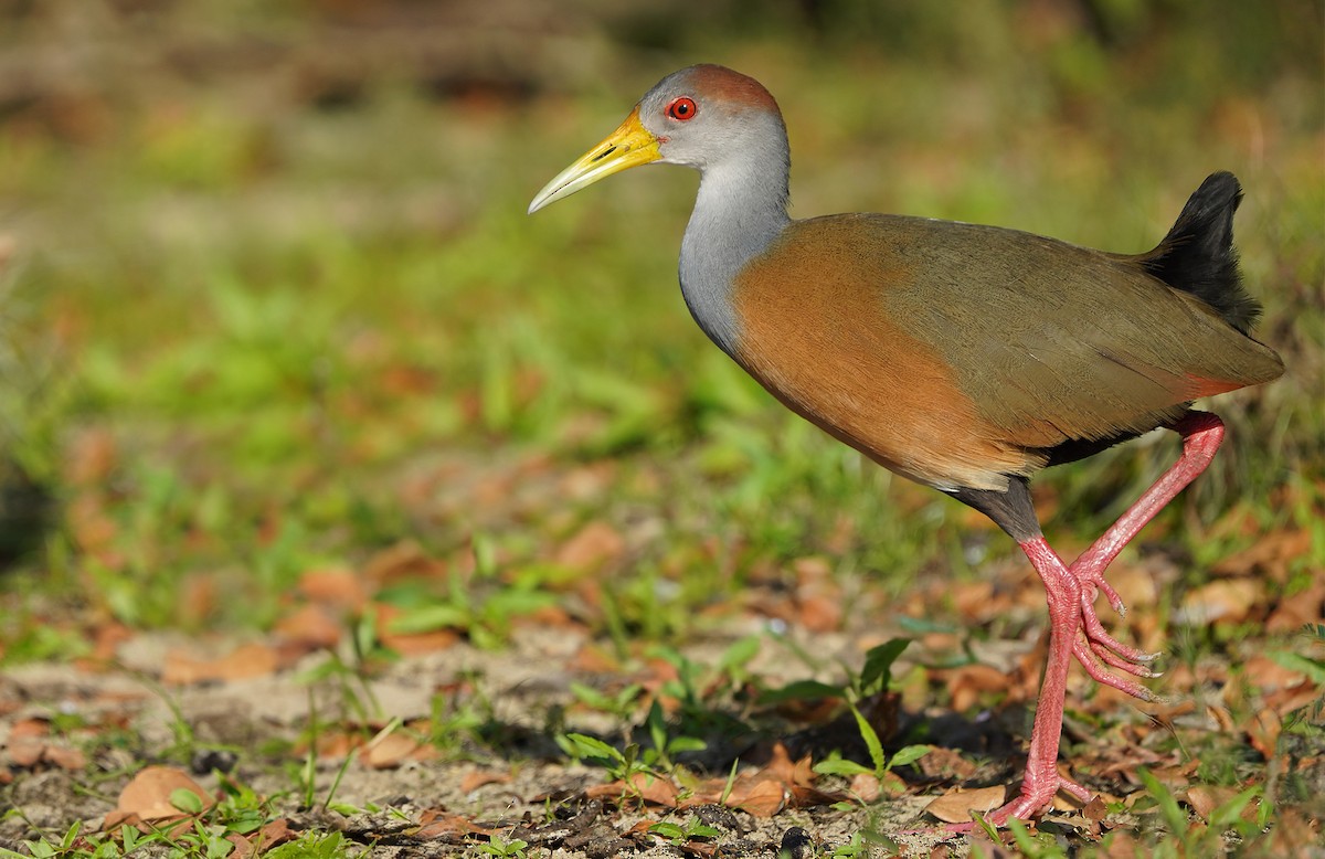 Russet-naped Wood-Rail - ML613095932