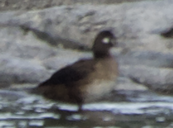 Harlequin Duck - ML613095973