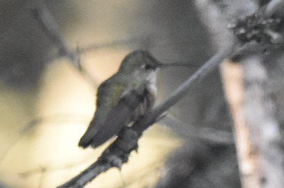 Rufous Hummingbird - ML613096054