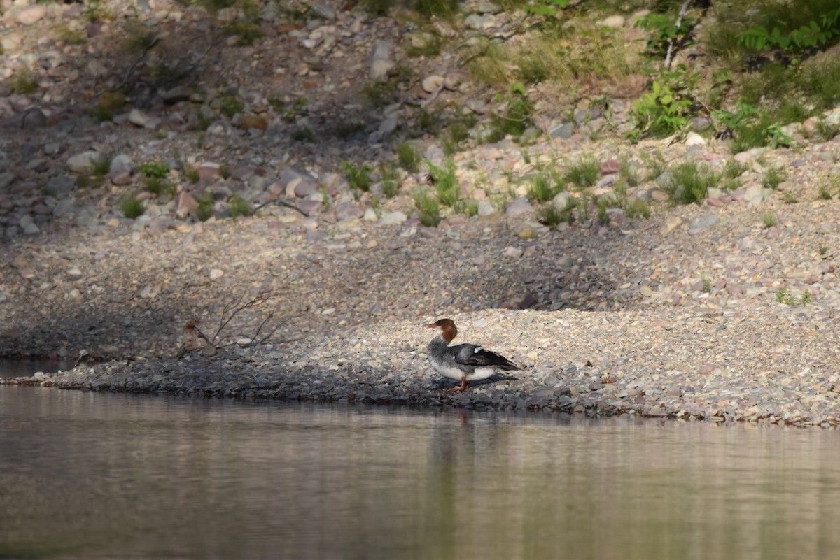 Common Merganser - Brandi Steuer