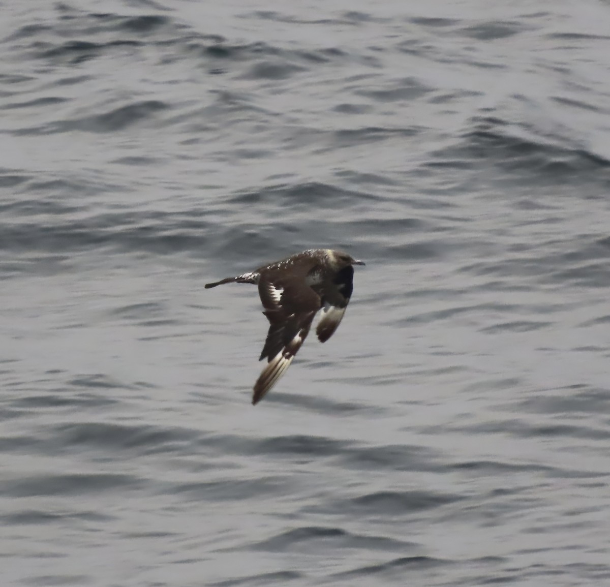 Pomarine Jaeger - ML613096208