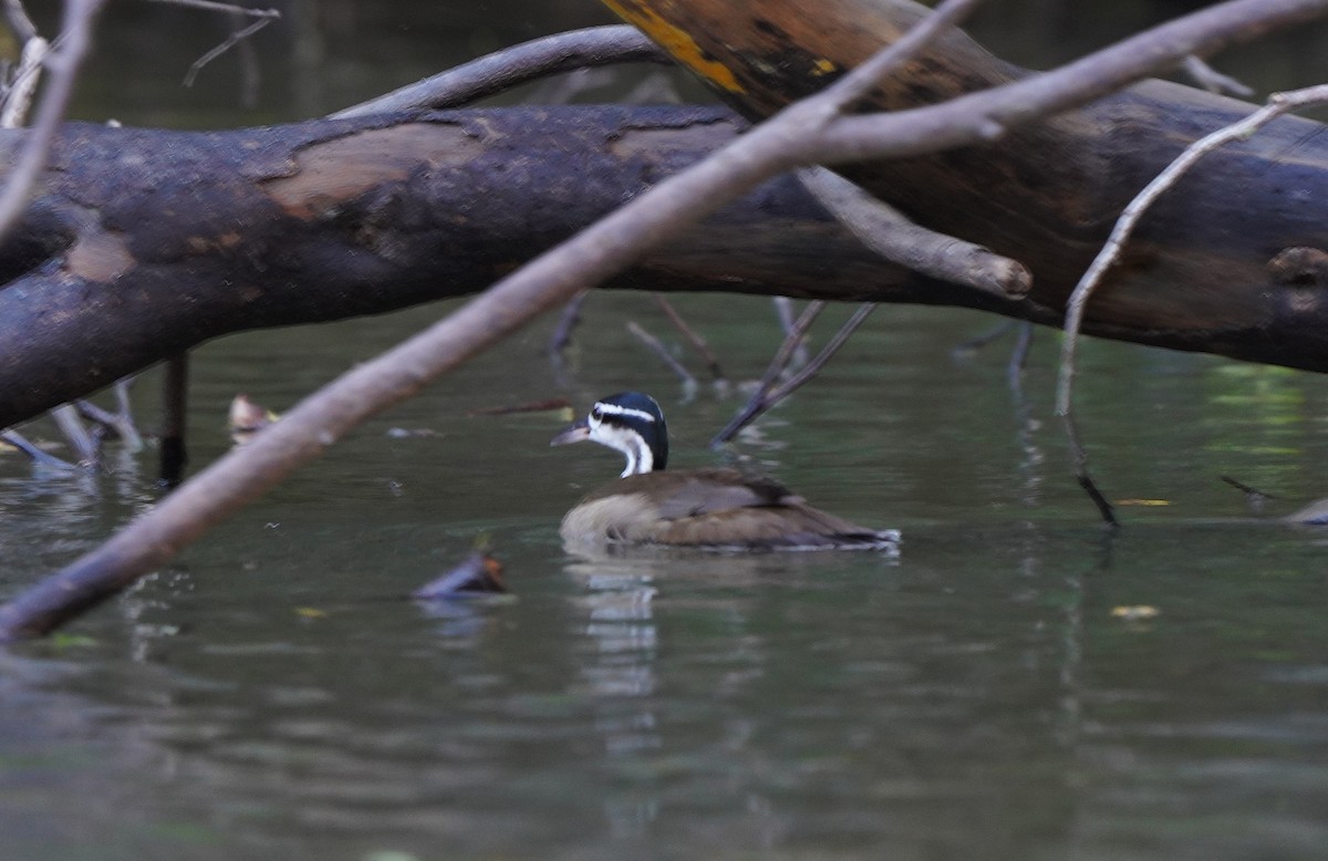 Sungrebe - Tim Avery