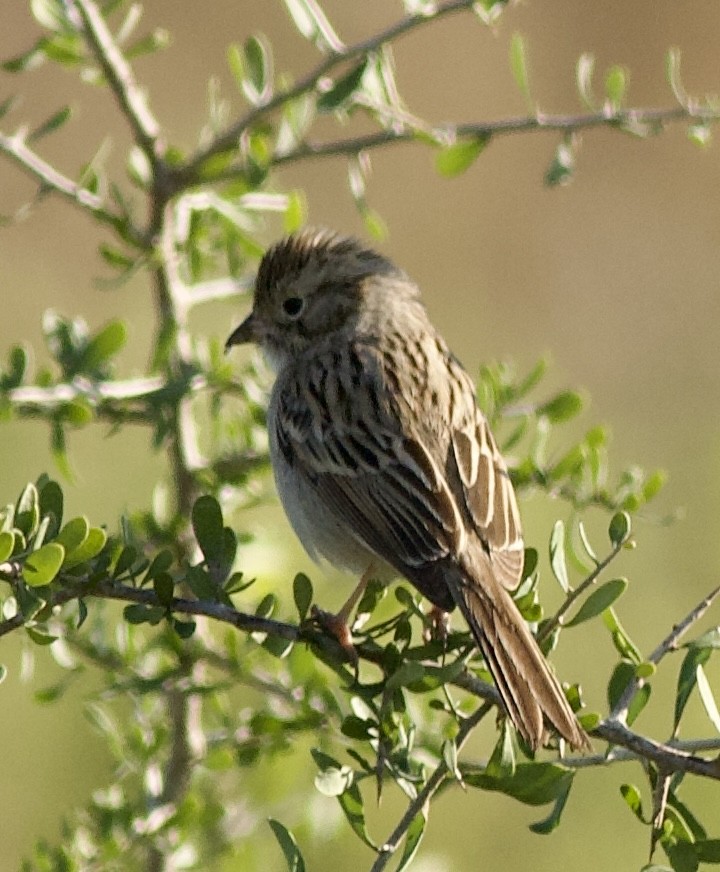 Brewer's Sparrow - ML613096283