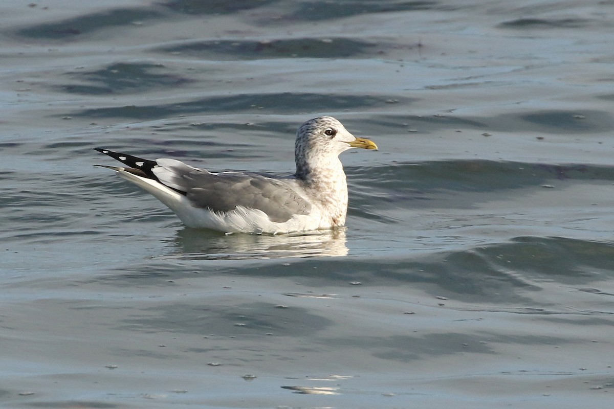 Common Gull (Kamchatka) - ML613096311