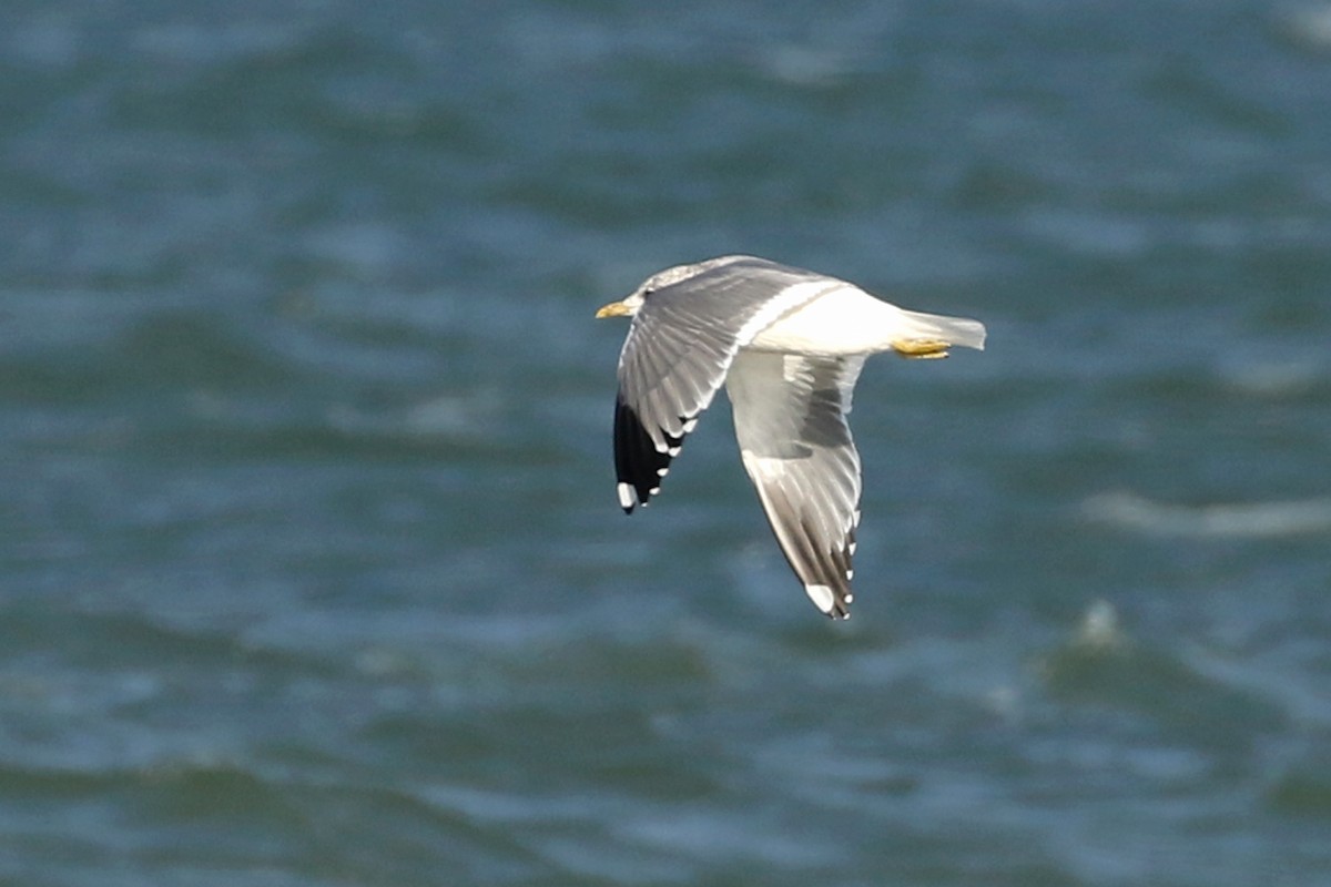 Common Gull (Kamchatka) - ML613096317