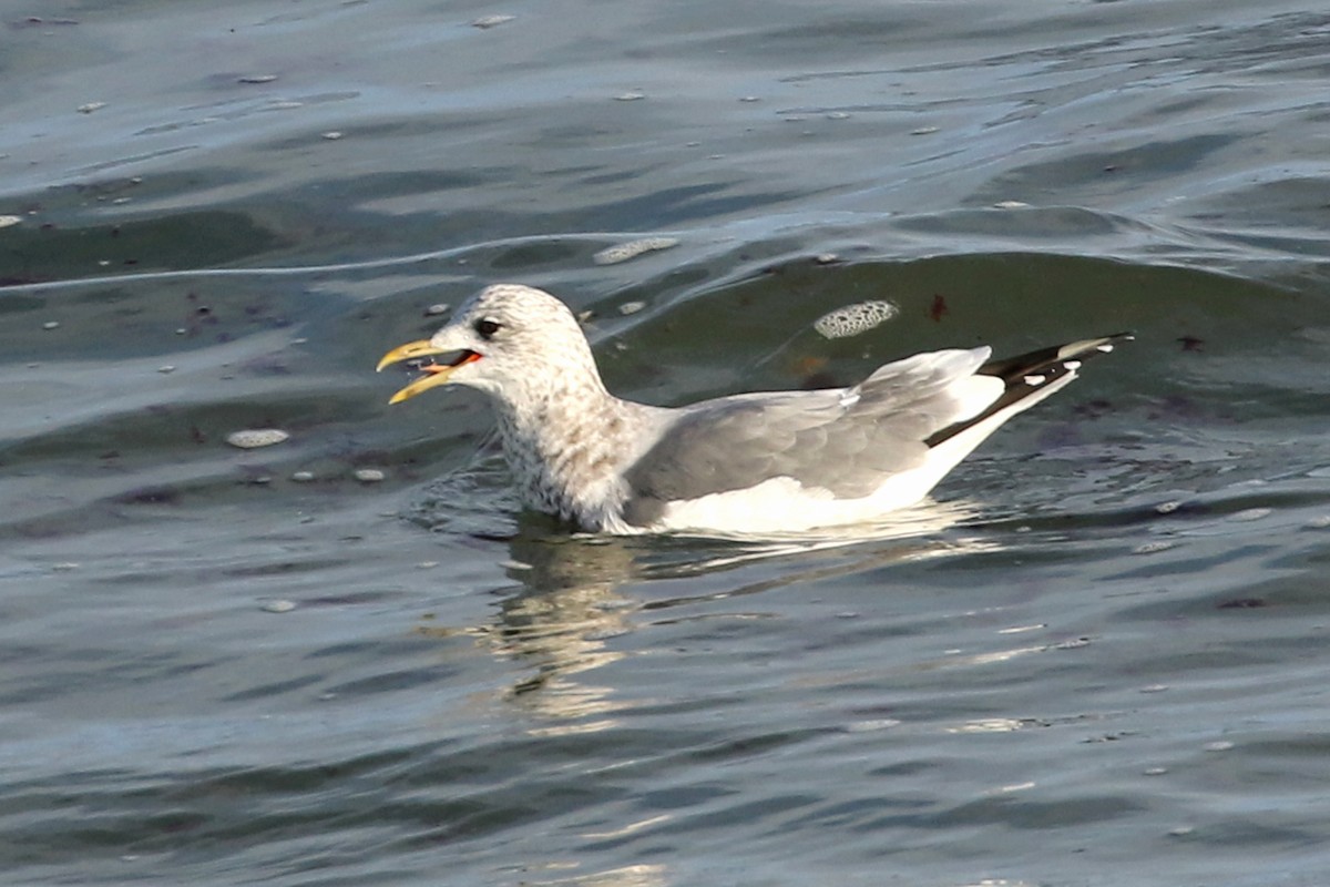 Common Gull (Kamchatka) - ML613096318