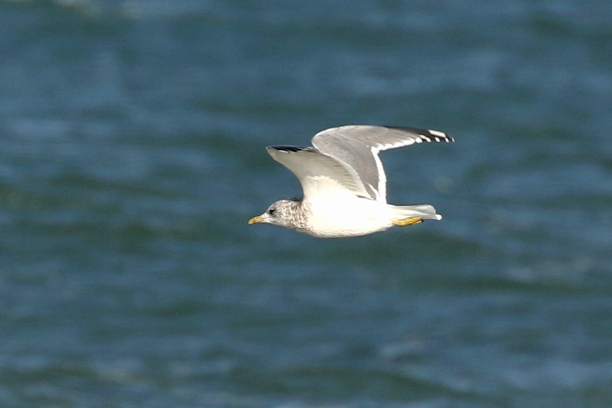 Common Gull (Kamchatka) - ML613096320