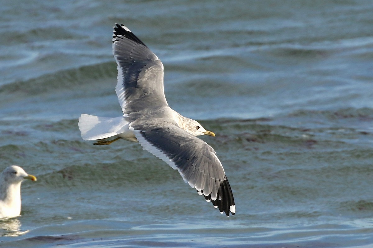 Common Gull (Kamchatka) - ML613096327