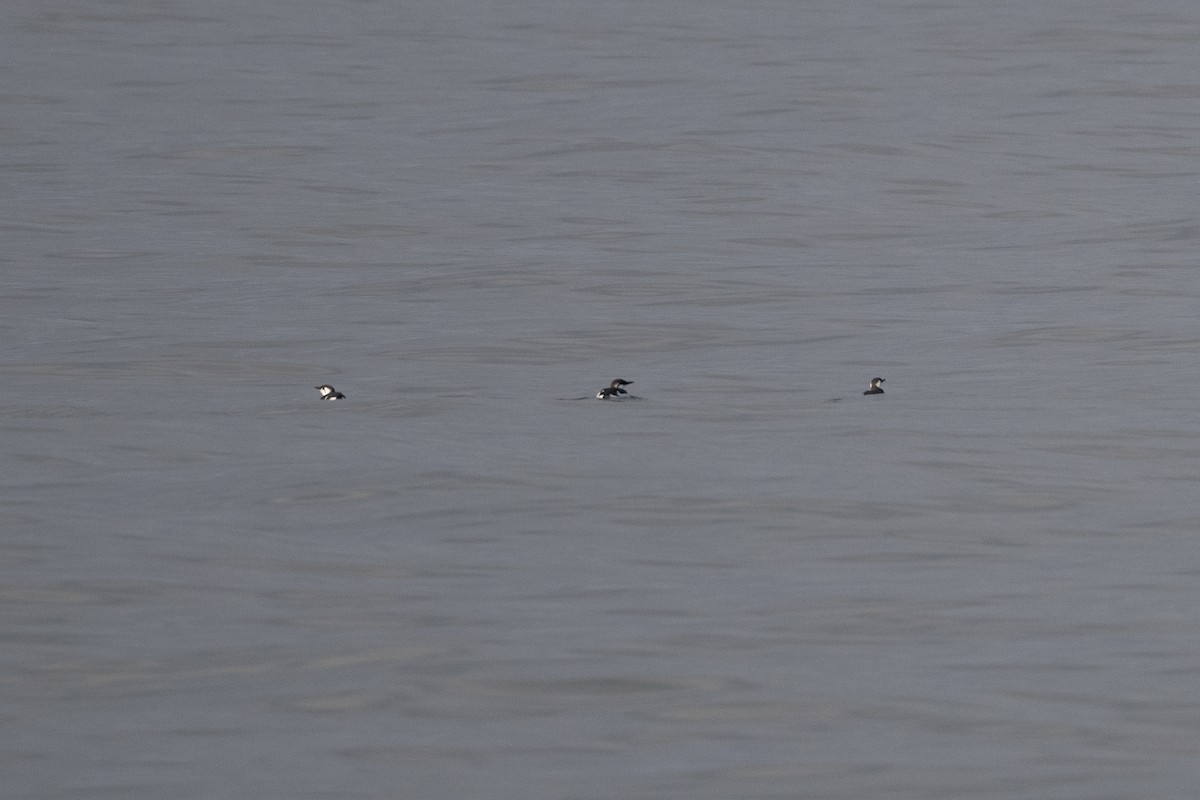 Common Murre - Leo McKillop