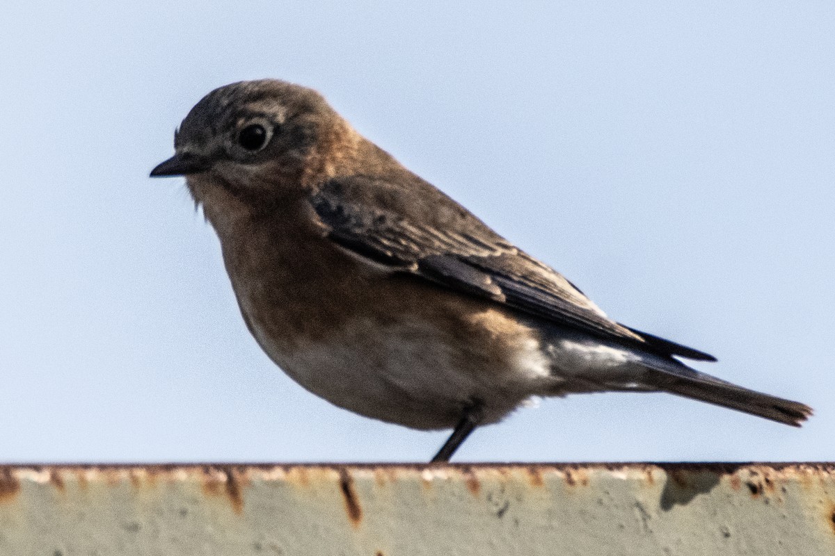 Eastern Bluebird - ML613096419