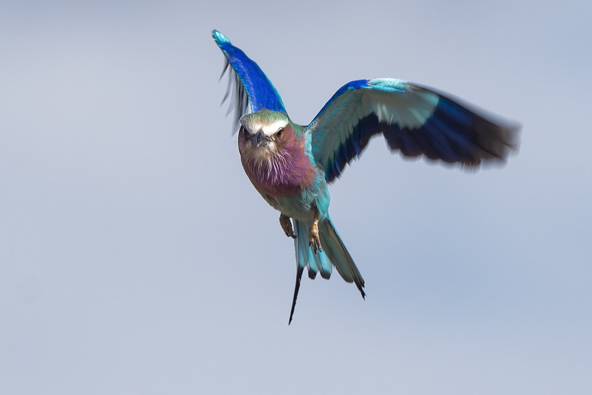 Lilac-breasted Roller - ML613096579