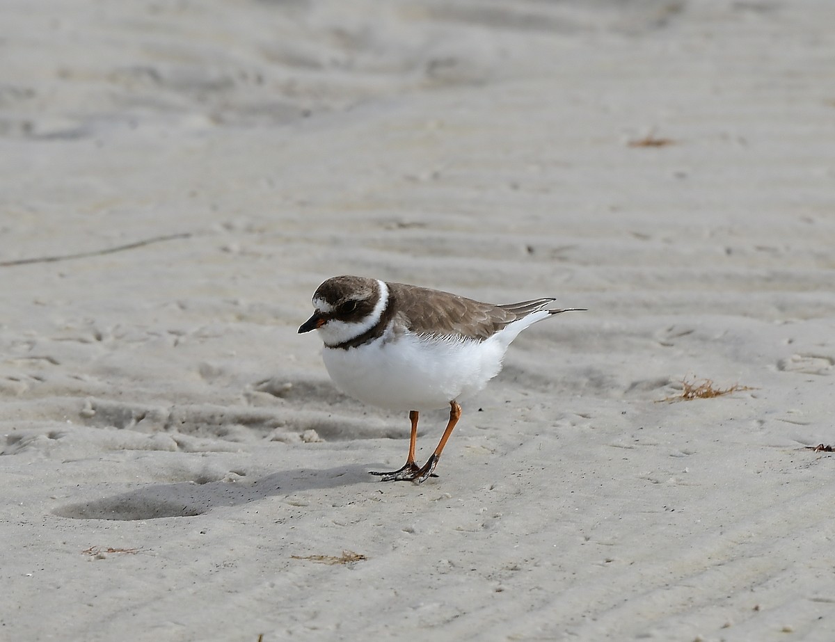 Semipalmated Plover - ML613096584