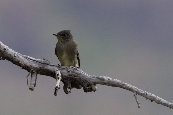 tyranovec severský - ML613096604