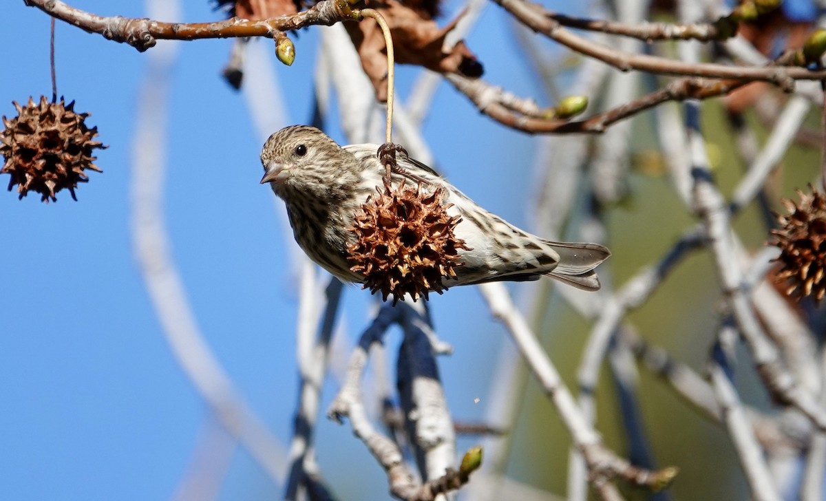 Pine Siskin - ML613096703