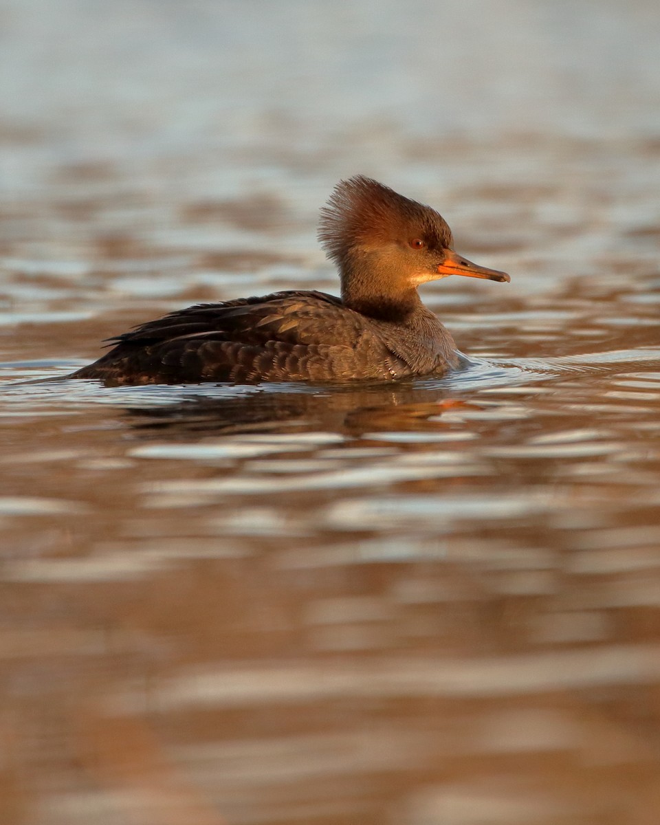 Hooded Merganser - ML613096826