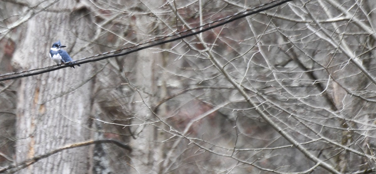 Belted Kingfisher - ML613096843