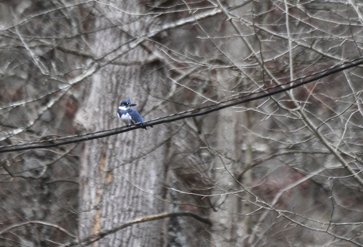 Belted Kingfisher - ML613096844