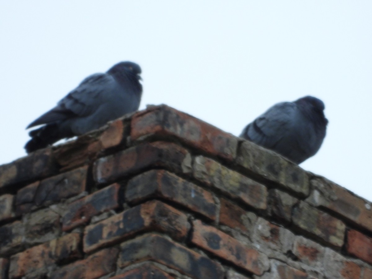 Rock Pigeon (Feral Pigeon) - ML613096847