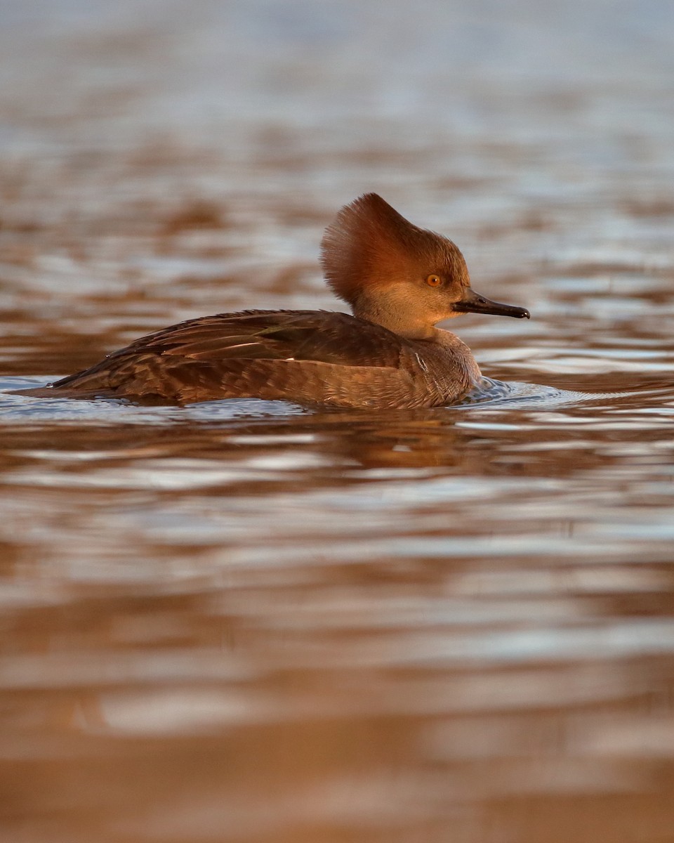 Hooded Merganser - ML613096853