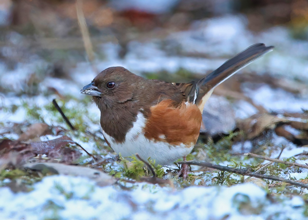 Eastern Towhee - ML613096891