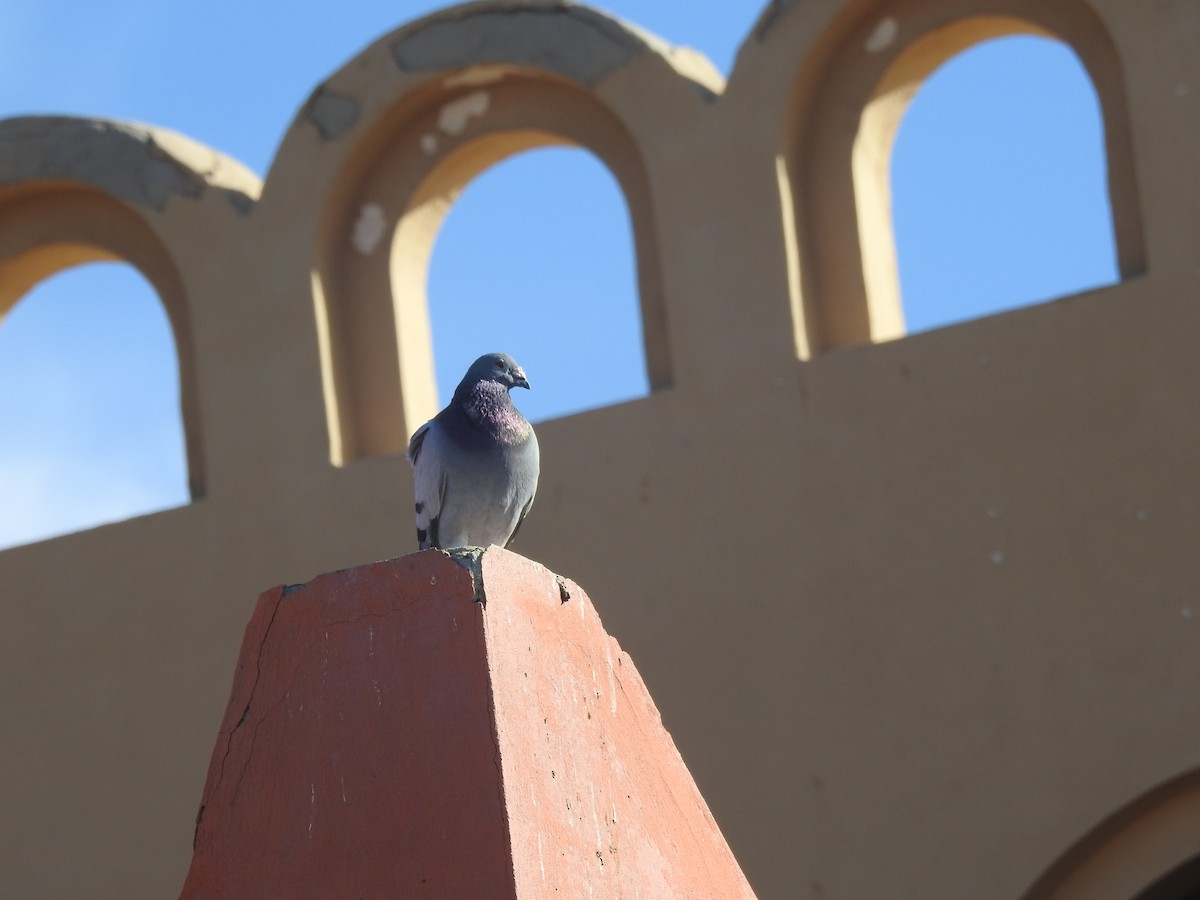 Rock Pigeon - Zahra El Ansary