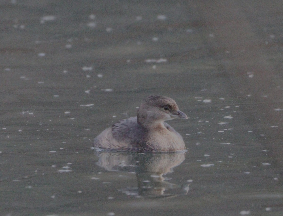 Pied-billed Grebe - ML613096957