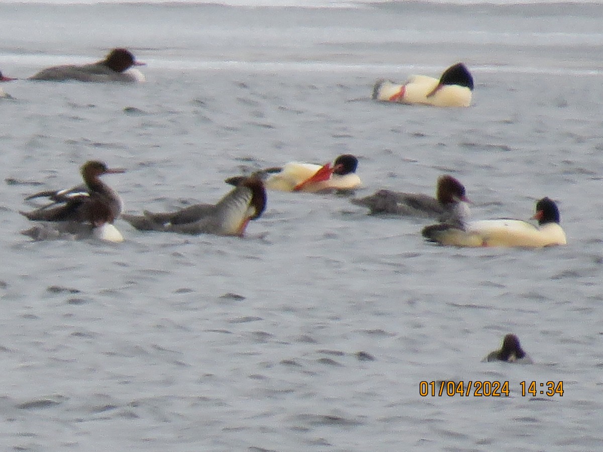 Common Merganser - ML613096983