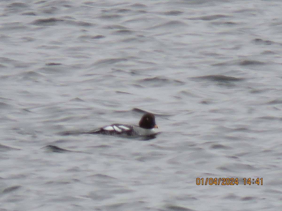 Common Goldeneye - ML613097002